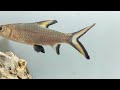Bala Sharks: A Beautiful Addition to Your Aquarium (Balantiocheilos melanopterus)