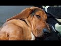 Sleepy Basset: Morning Mood