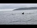 Humpback whale Plettenberg Bay
