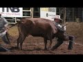 Wild Cow Milking 🐂 2023 Motley / Dickens Old Settlers Rodeo | Saturday (Censored)