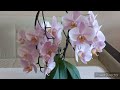 ДОМАШНЕЕ ЦВЕТЕНИЕ ОРХИДЕИ Салинас./ Розовое облачко из 26 цветов❗️😍//#orchids #orjidea