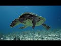 Calming Coral Reef Aquarium Collection 4K (ULTRA HD) - Best Relax Music • Sleep Music #6