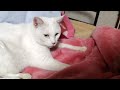 白猫のホワイティーちゃんが毛布かじりながらフミフミしていたゾイ