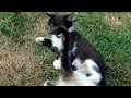 Cute Funny Kittens: Martial Arts Club