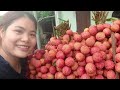 Luc Ngan lychee specialty - Thu Hien Farm