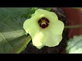 🌱 Okra anbauen 🍀🏵 Okras / Gemüse-Eibisch anpflanzen Aussaat bis Ernte - Erstversuch 🌞 Okra säen