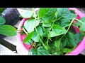 How to grow spinach in plastic bottles for beginners