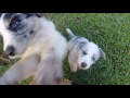 Australian Shepherd Puppies, birth to eight weeks
