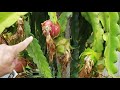 Top 5 Don'ts in growing dragon fruit.  (My own experience)