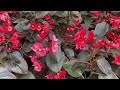 Begonia plant care | How to grow and Propagate Begonias | Tropical Plant care | Begonia Flower