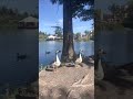 Geese At Rest