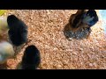 Chick Timelapse