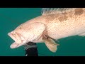 Spearfishing Grouper Dubai