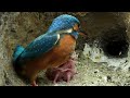 Kingfisher Chicks Hatch & Dad Eager to Feed | 4K | Discover Wildlife | Robert E Fuller