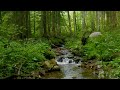 Relaxing Forest Stream | Water Sounds & Birdsong | 4K Nature Video | Relax, Study, Sleep