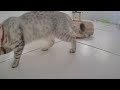 When Cats Are So Silly 😹 I will die laughing 😆 Best Funny Cats Videos 🐶