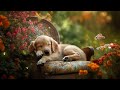 Anti-Anxiety Music for Dogs 🐶 Music that will help your dog fall asleep in 30 minutes 🎵