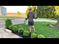 A Guide to Planting Boxwood