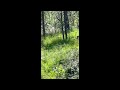 On the Prowl - A Big Brown Colored Bear Encounter - Nature Walk