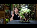 DIY Self-Watering Fern Mountain Table Top Planter