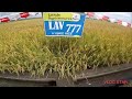 Mga Hybrid Rice Variety na Malakas Umani | Syngenta S6003 | Longping 2096 | Longping 534