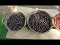 NUTMEG | #ജാതിക്ക | Nutmeg Tree | Post-Harvest Processing | SPICES | KERALA | Go Tropical