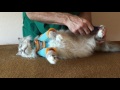 Safest & Easiest way to groom and care for your cat!