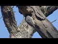 Male Red-bellied Woodpecker refining a cavity in a dying White Oak Tree