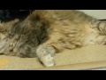 Here's our beautiful Puss- Puss in glorious 1080p