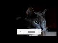 good relaxing cute cat video ASMR