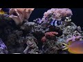 Relaxing saltwater aquarium | Clownfish and Bristletooth Tang