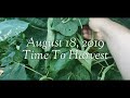Blue Lake Pole Bean Arbor From Seed To Harvest