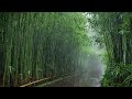 Healing Rain Sounds for Sleeping, Peaceful Misty Bamboo Wilderness for Insomnia and Relaxation