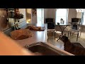 Sneaky Dog Steals Dinner From Counter When Nobody Is Looking