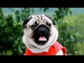 Comparing Pugs and Border Terriers Which Breed is Right for You?
