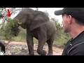 30 Scariest Elephant Encounters of the Year