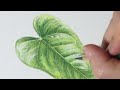 초보자를 위한 색연필로 잎사귀 그리기 / 잎사귀 광택표현 / tutorial / drawing leaves with colored pencils for beginners