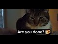 Catloaf attacks! 😸 #cat #cats #catvideo