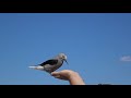 Clark's Nutcracker In Slow Motion, filmed at 1,000 fps