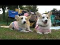 コーギーのゆき＆ゆめ　富士宮で開催されたスマイルコーギーキャラバンに行って来ました。Smile Corgi Caravan in Fujinomiya