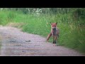 Red Fox, East Halton, Lincolnshire, UK, 31.07.24.