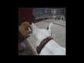 🐕🐱 Funniest Cats and Dogs Videos 🐱🤣 Funniest Animals 2024 #17