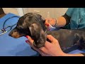 MINI DACHSHUND GOES TO THE VET