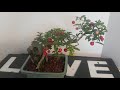 Barbados Cherry Bonsai Tree - Root Over Rock Semi Cascade Style