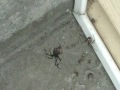 Black Widow on doorstep