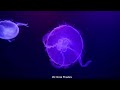 100 Most Beautiful Jellyfish Species In The World 4K - Witness Stunning Sea Life And Soothing Piano