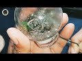 Moss Terrarium | Mossarium Garden