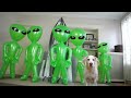 Dog Unimpressed by Alien Invasion: Funny Dog Maymo