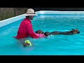 German Shepherd Puppies Learning to Swim!