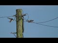 It's Been a Good Year for Swallows at Bempton Bridlington E Yorkshire